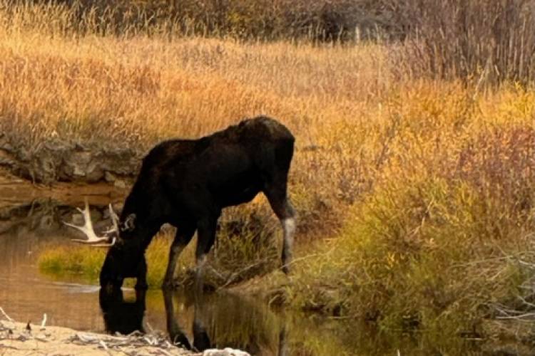 Moose on North Star Preserve