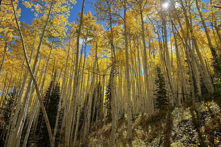 Fall in Aspen Snowmass