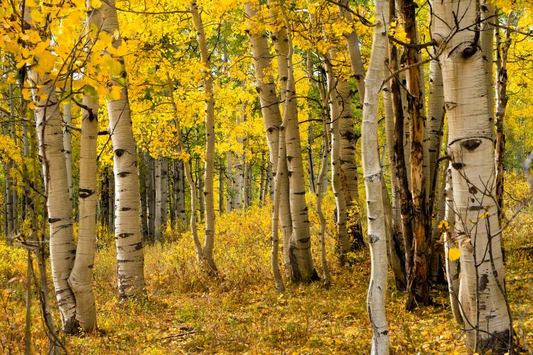 Fall Deals in Aspen Snowmass